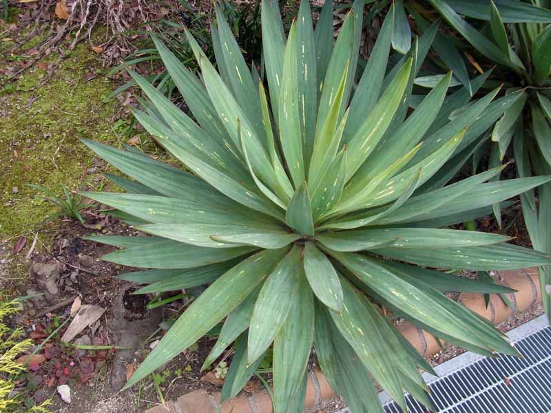 アツバキミガヨラン(ユッカ・グロリオサ) -Yucca gloriosa-