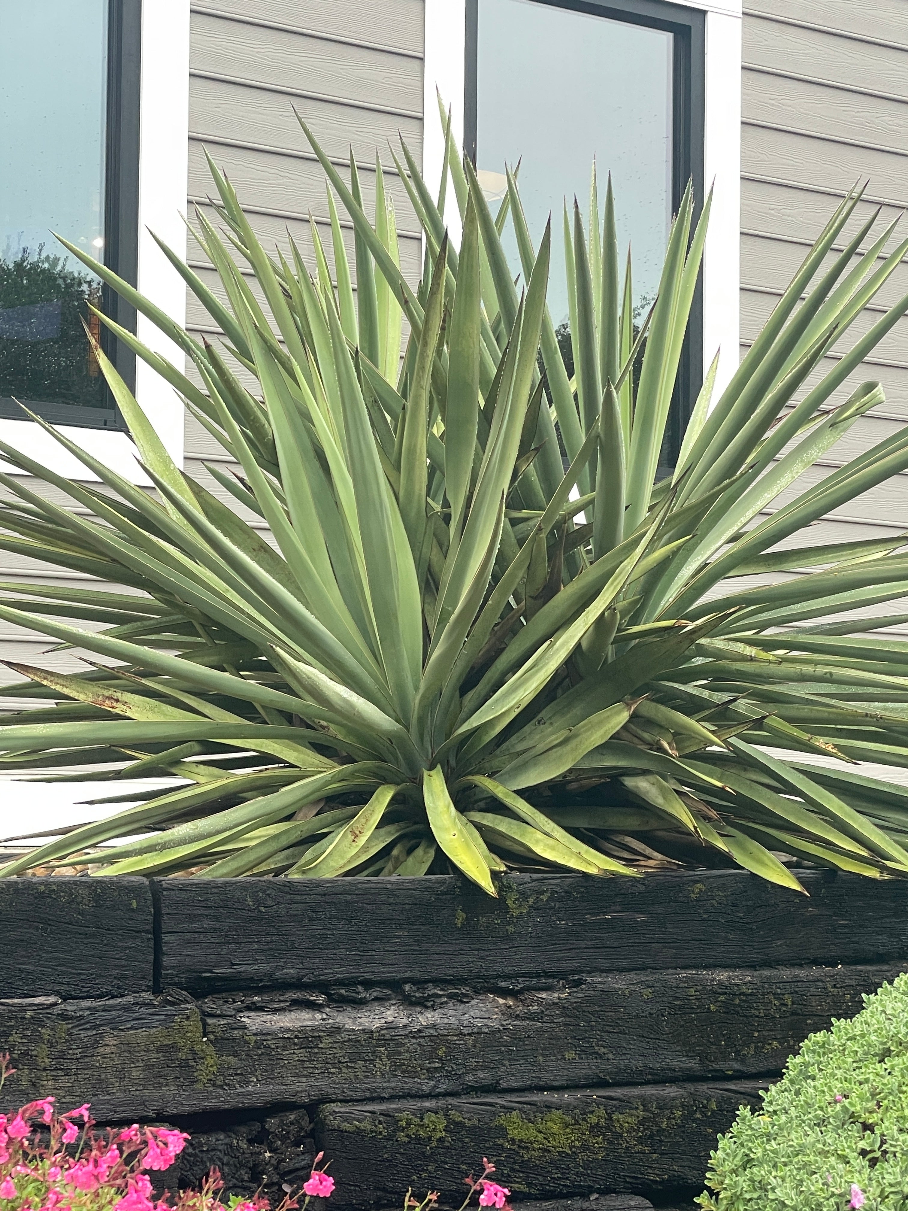 YUCCA - SPANISH DAGGER – GARDENSOURCE