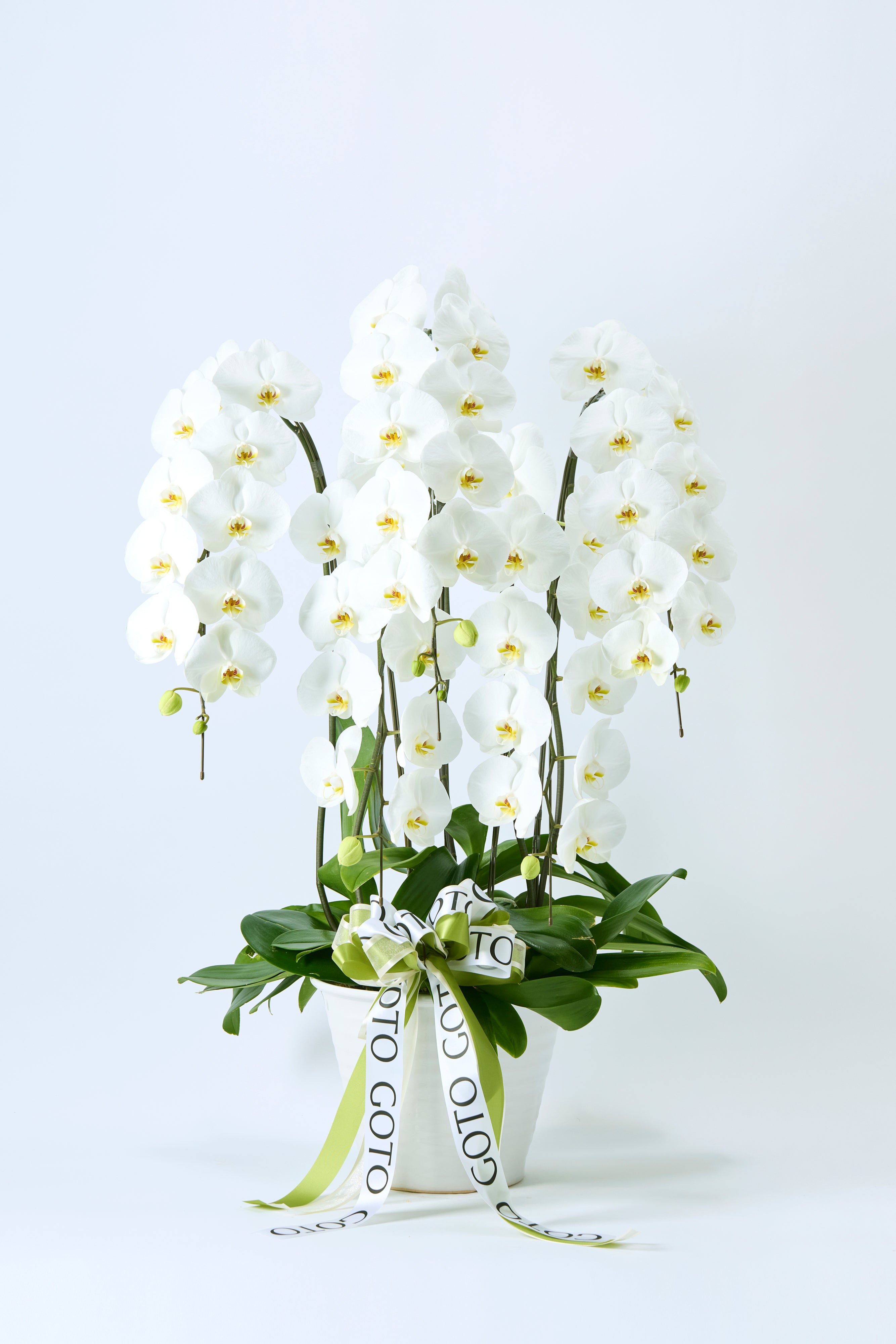 Timeless White（胡蝶蘭白5本立） I 花鉢-ゴトウフローリスト