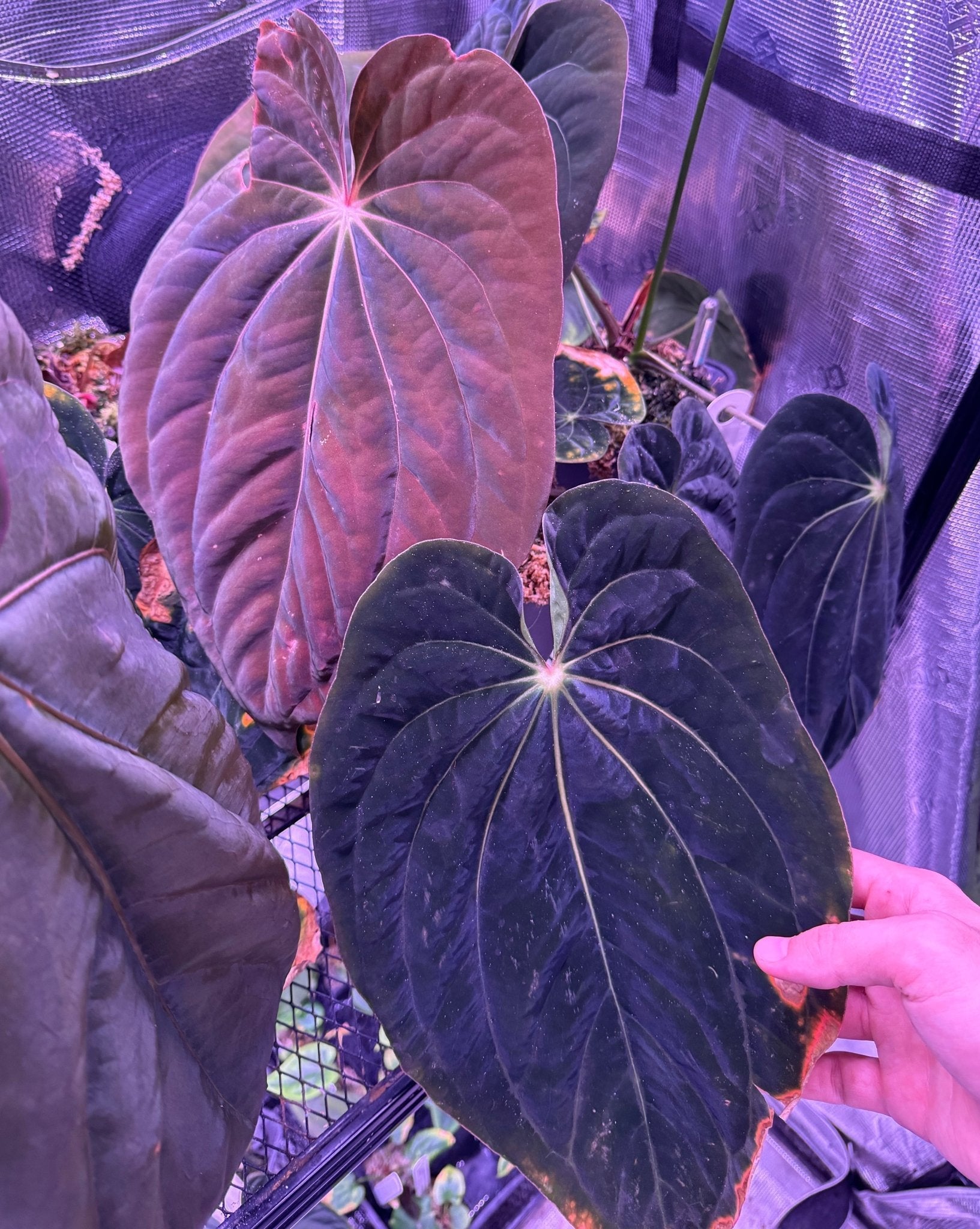 Anthurium antolakii (BVEP) Care and Profile | Granthuriums