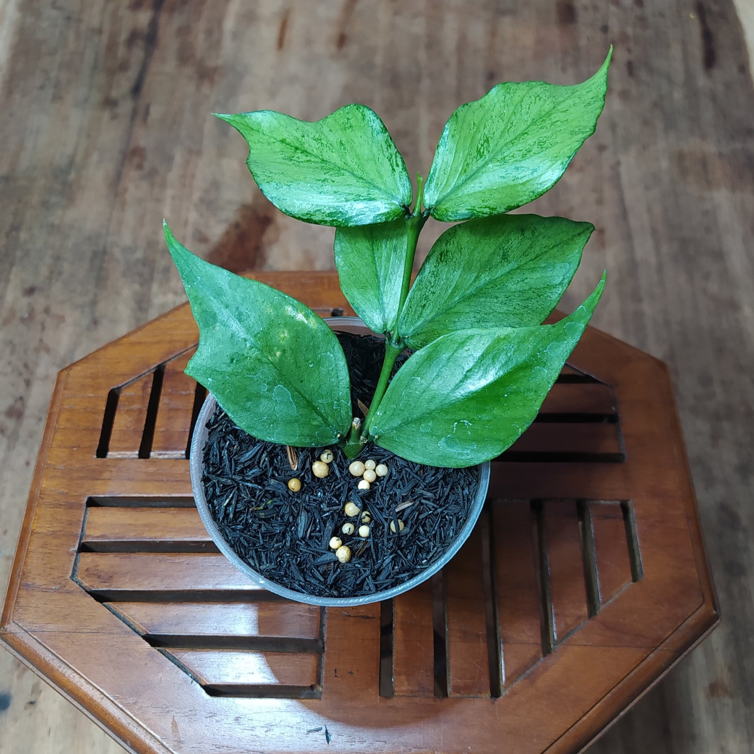 Hoya Polyneura Silver (Broget) – Greenspaces.id