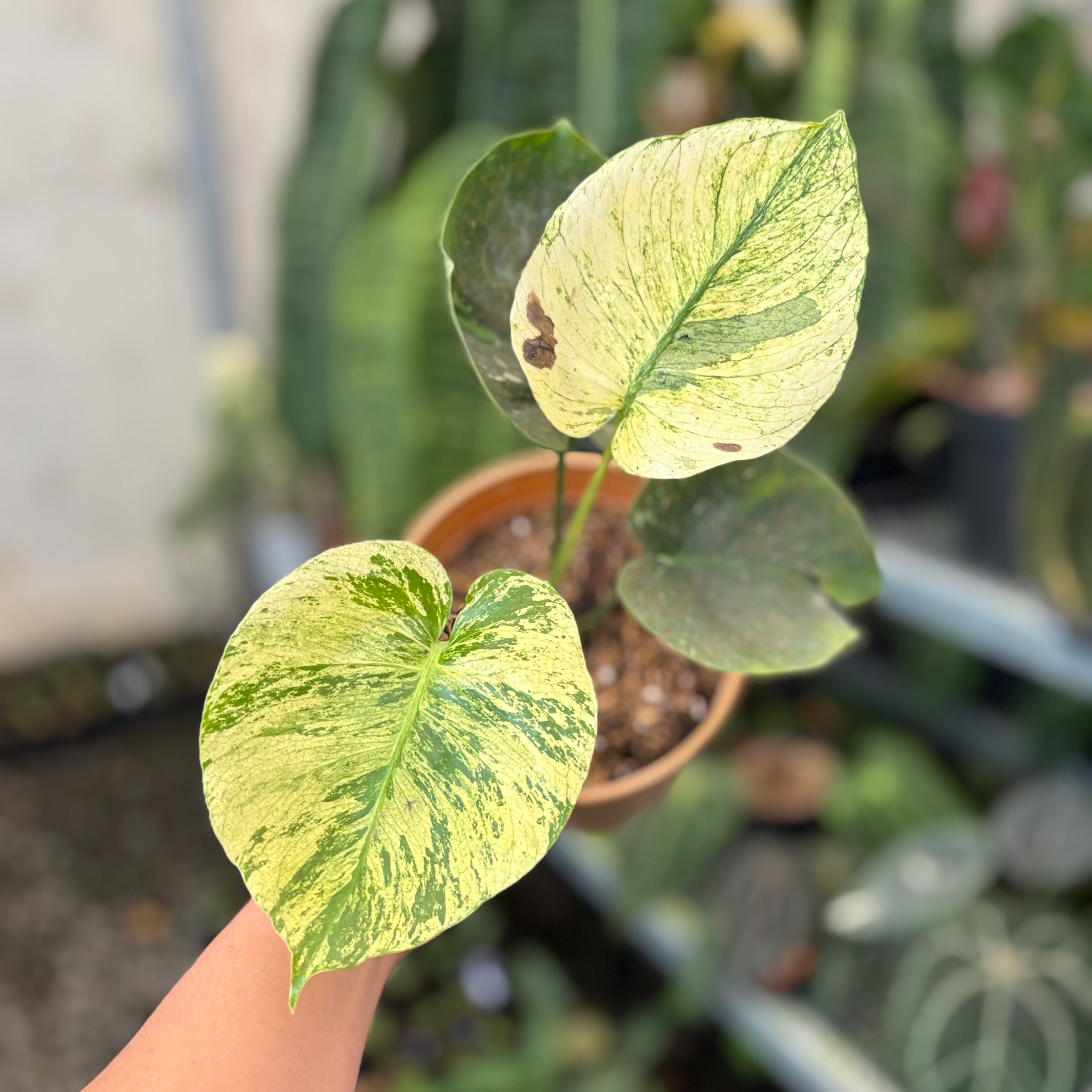 Monstera Deliciosa 