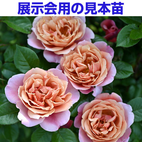 展示会用の見本苗】ピンク・ビンテージ（2402M） – はなはなショップ