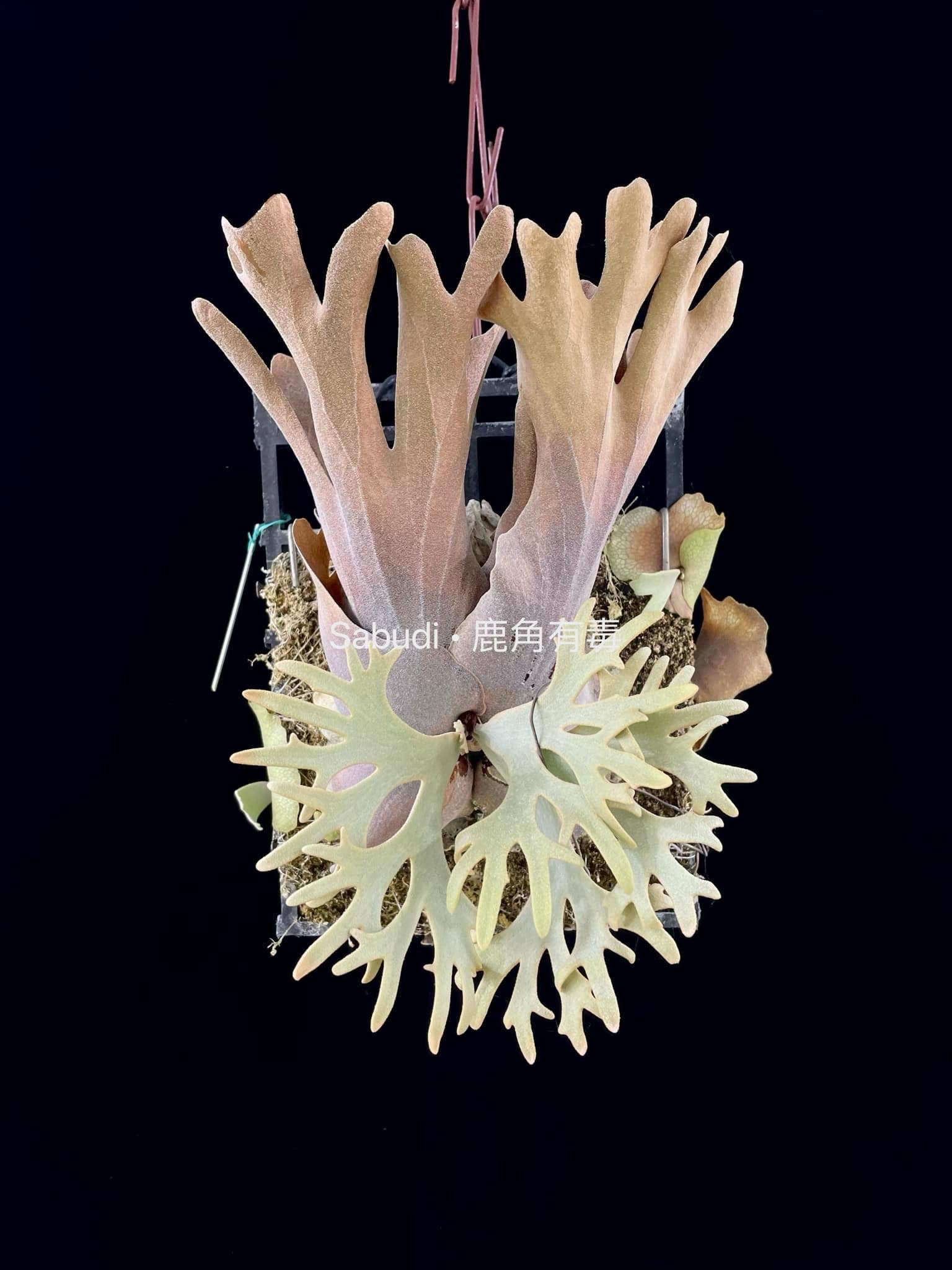P. Willinckii Yellow Moon Spore - Platycerium | Rare Dwarf – HCorchids