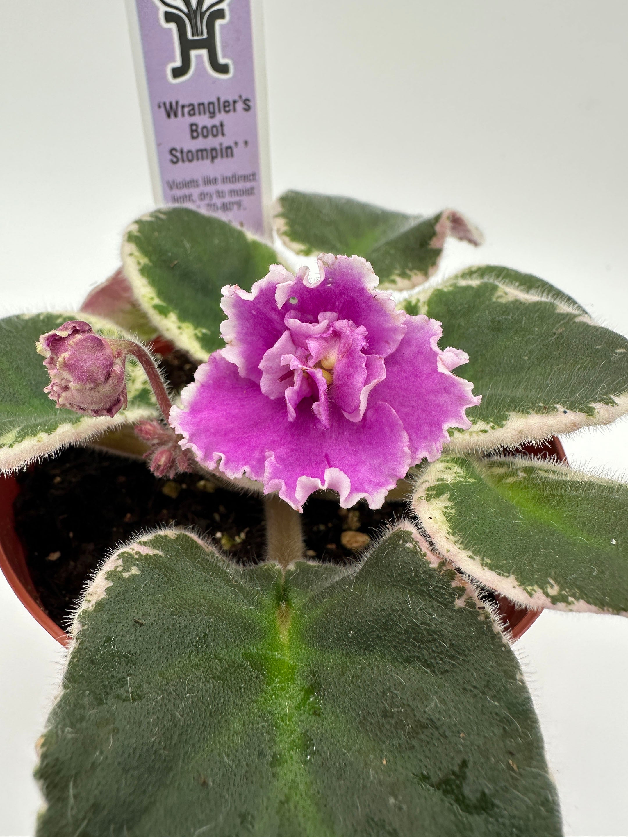 Wrangler's Boot Stompin' - Live African Violet 4
