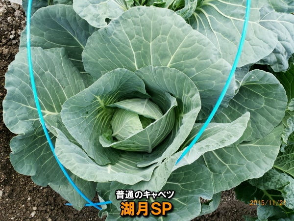キャベツ5品種（ミニックス・みさき収穫）60日目 | ニャハハの家庭