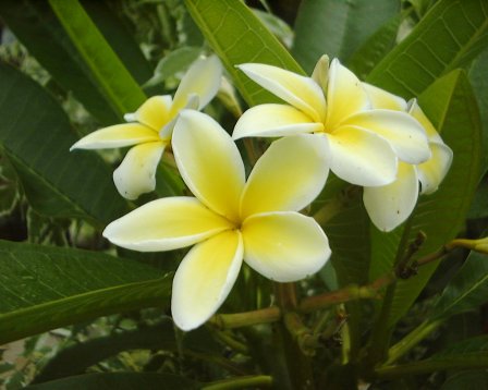 プルメリア Plumeria キョウチクトウ科（Apocynaceae）