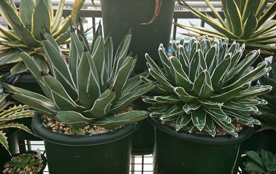 笹吹雪 – ROUKA – Succulents Note