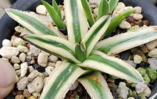 笹の雪系 – ROUKA – Succulents Note