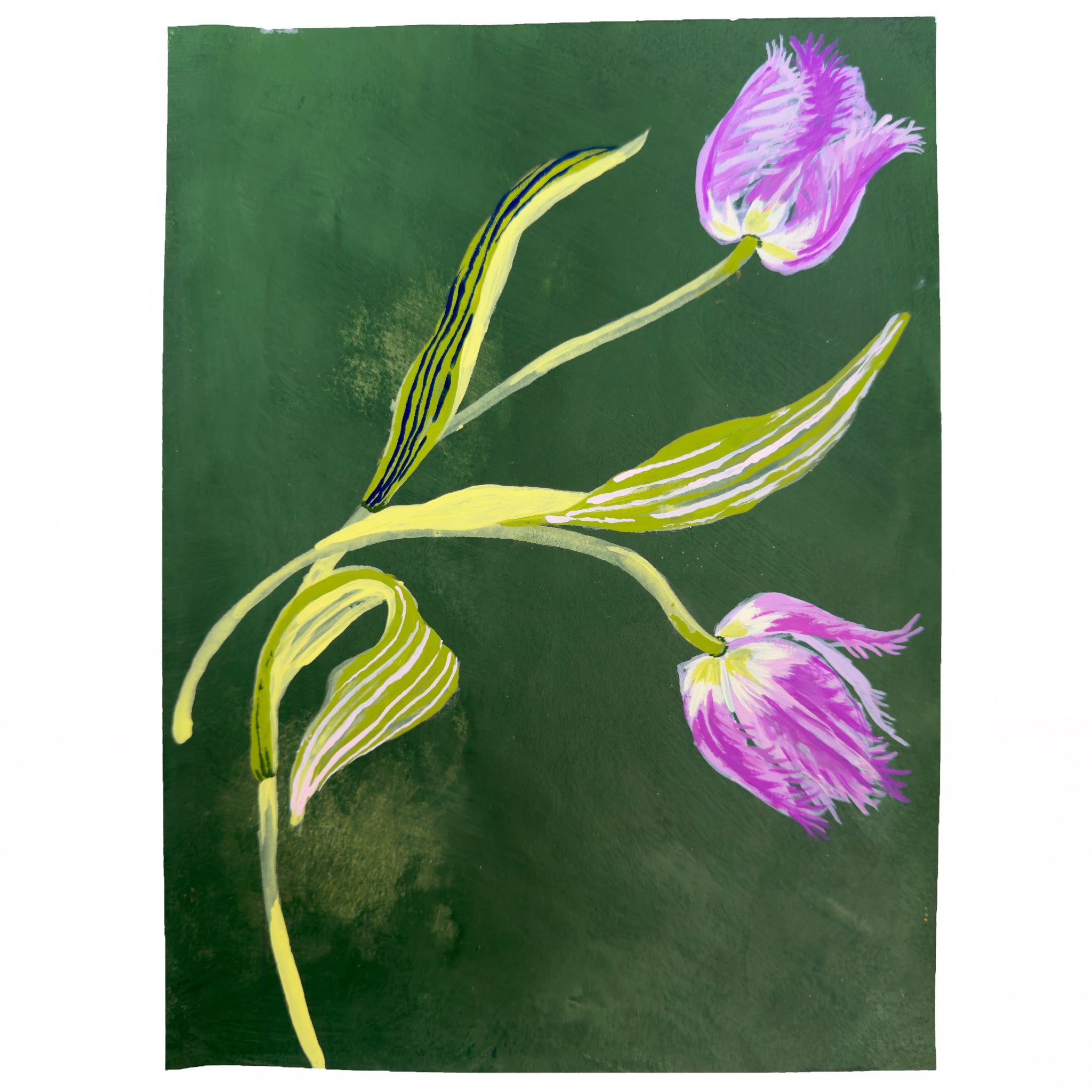 FRILLY TULIP STUDY on dark green 8