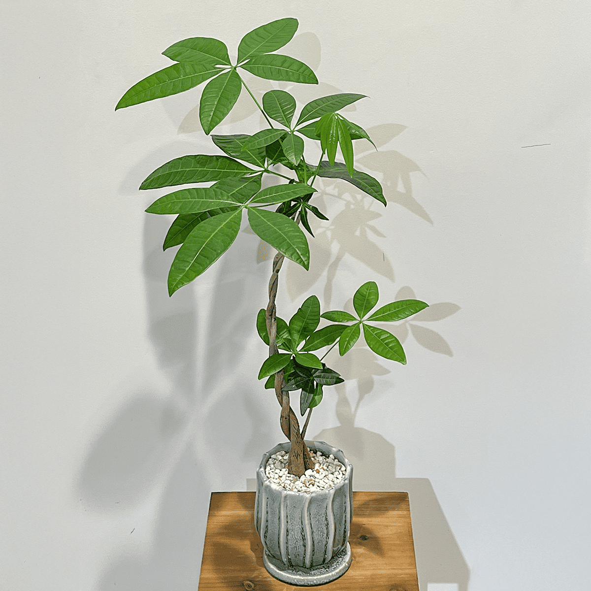 編み込みパキラ】観葉植物 (陶器鉢付き)｜観葉植物の通販サイト – hanna