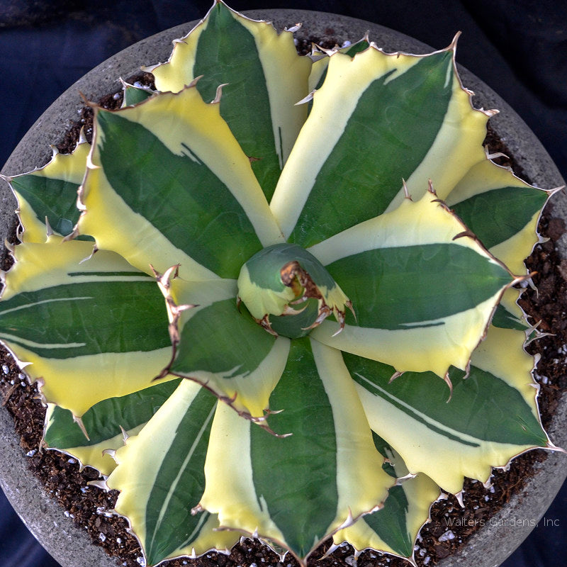 Agave titanota 'Snaggle Tooth' – In The Country Garden & Gifts