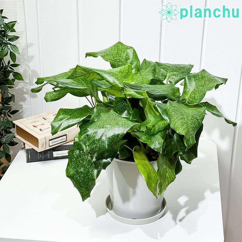 PLANCHU 観葉植物 カラテア ムサイカ 5号鉢 受け皿付き 育て方説明書