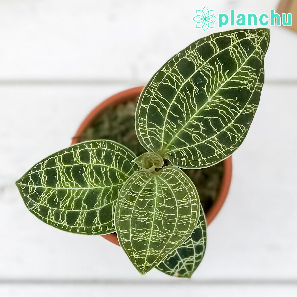 PLANCHU ジュエルオーキッド マコデス ペトラ テラコッタ鉢植え – 観葉