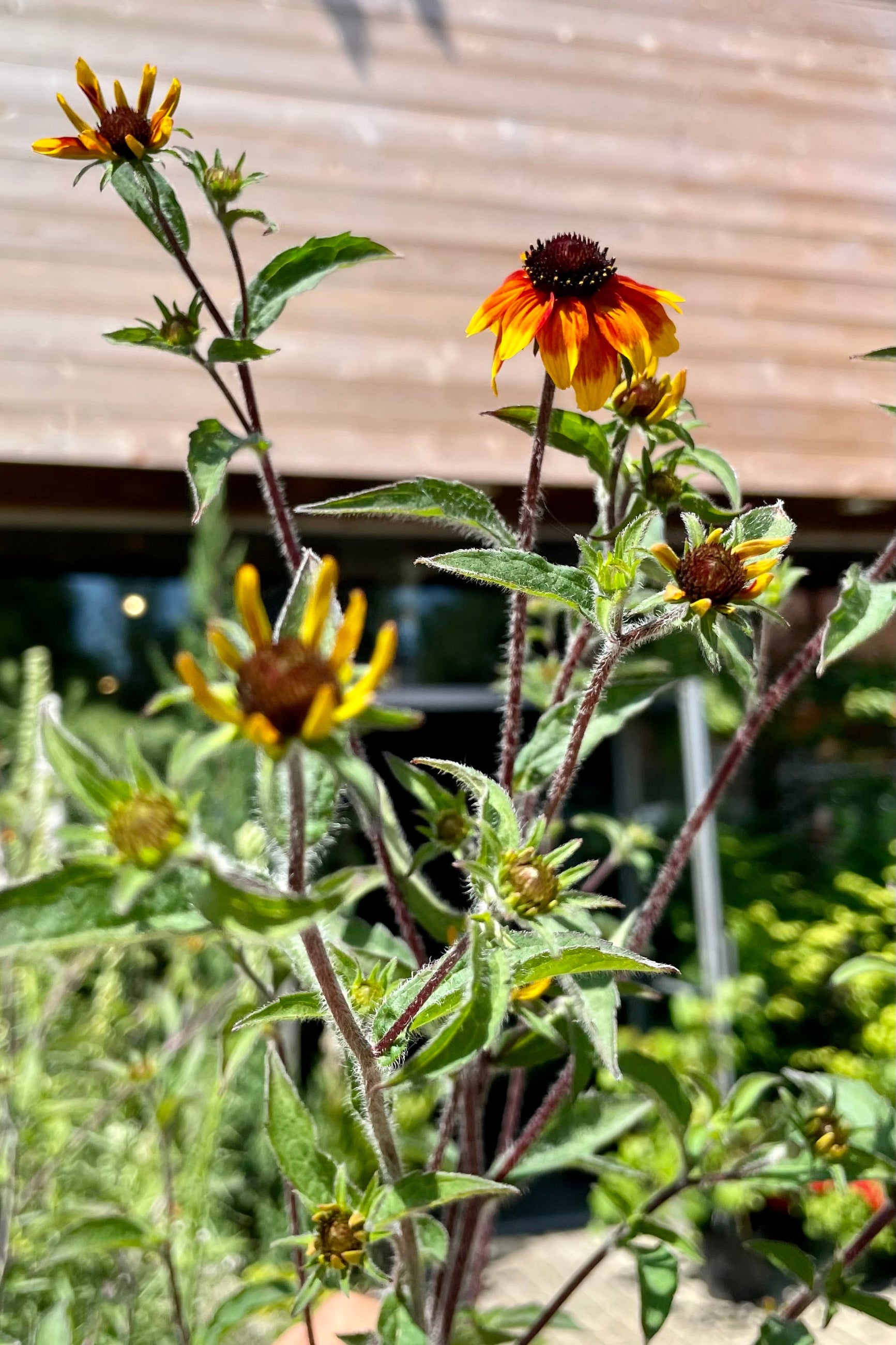 Rudbeckia t. 'Prairie Glow' #1 at SPROUT HOME