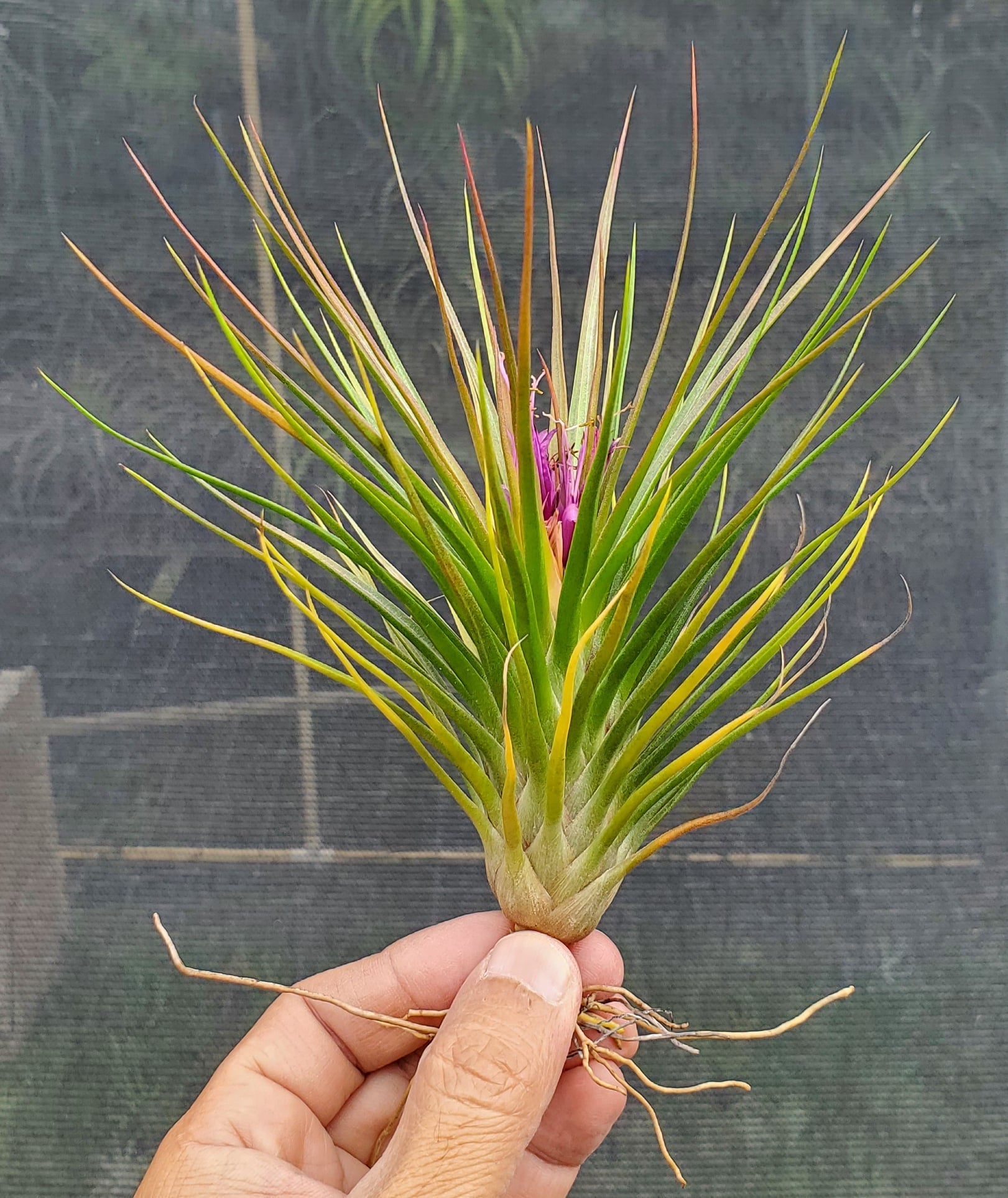 Tillandsia Hawaiian Baby. (funckiana x bulbosa belize large form