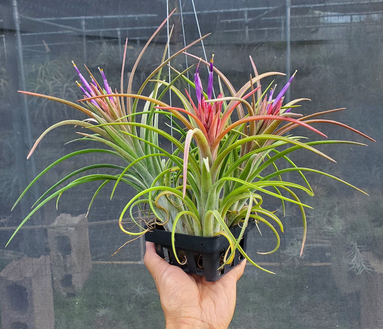 T. ionantha 'Medio-Picta' T'S TROPICALS 