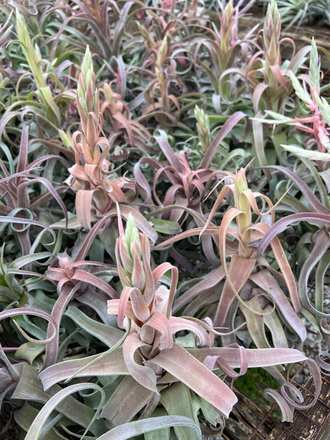 Tillandsia 'Red Robin' – Tropiflora