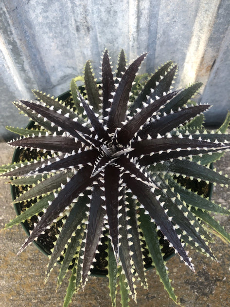 Dyckia 'Brittle Star' f3 – Tropiflora