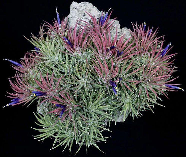 Tillandsia ionantha 'Mexican Zebra' – Tropiflora