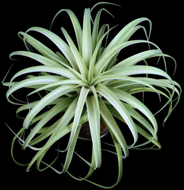 Tillandsia 'Deborah Ann' – Tropiflora