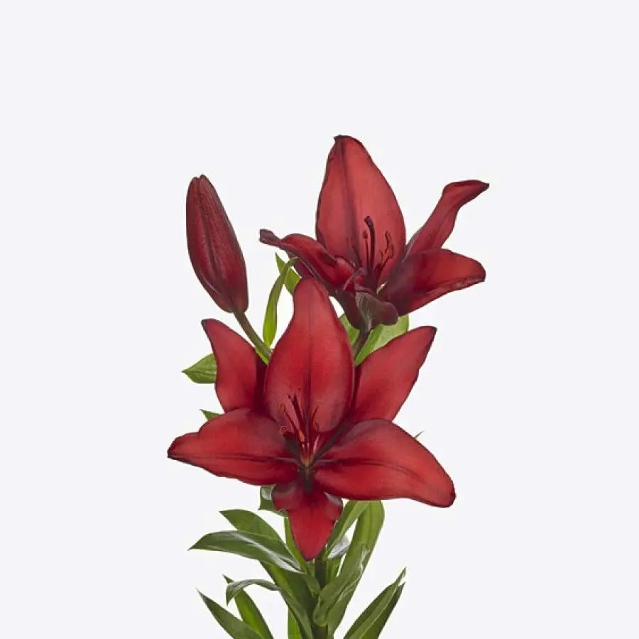 Lilium Montanum & Digitalis flower リトグラフ Lilium Montanum