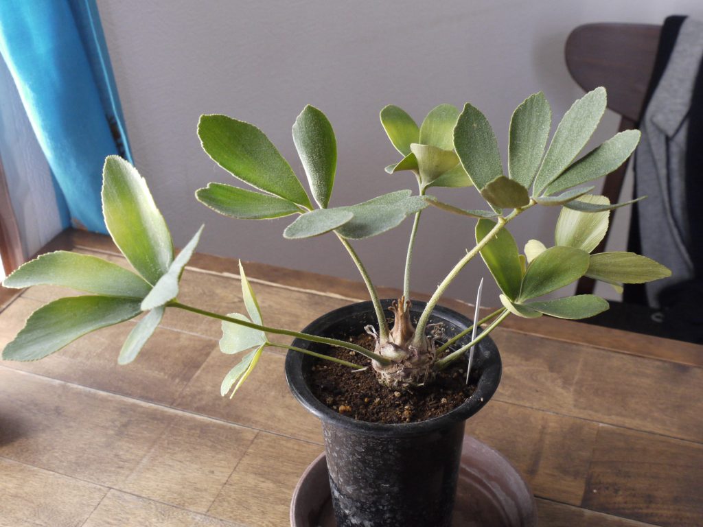 新入り】ヒロハザミアがやってきた | ぴすけの庭