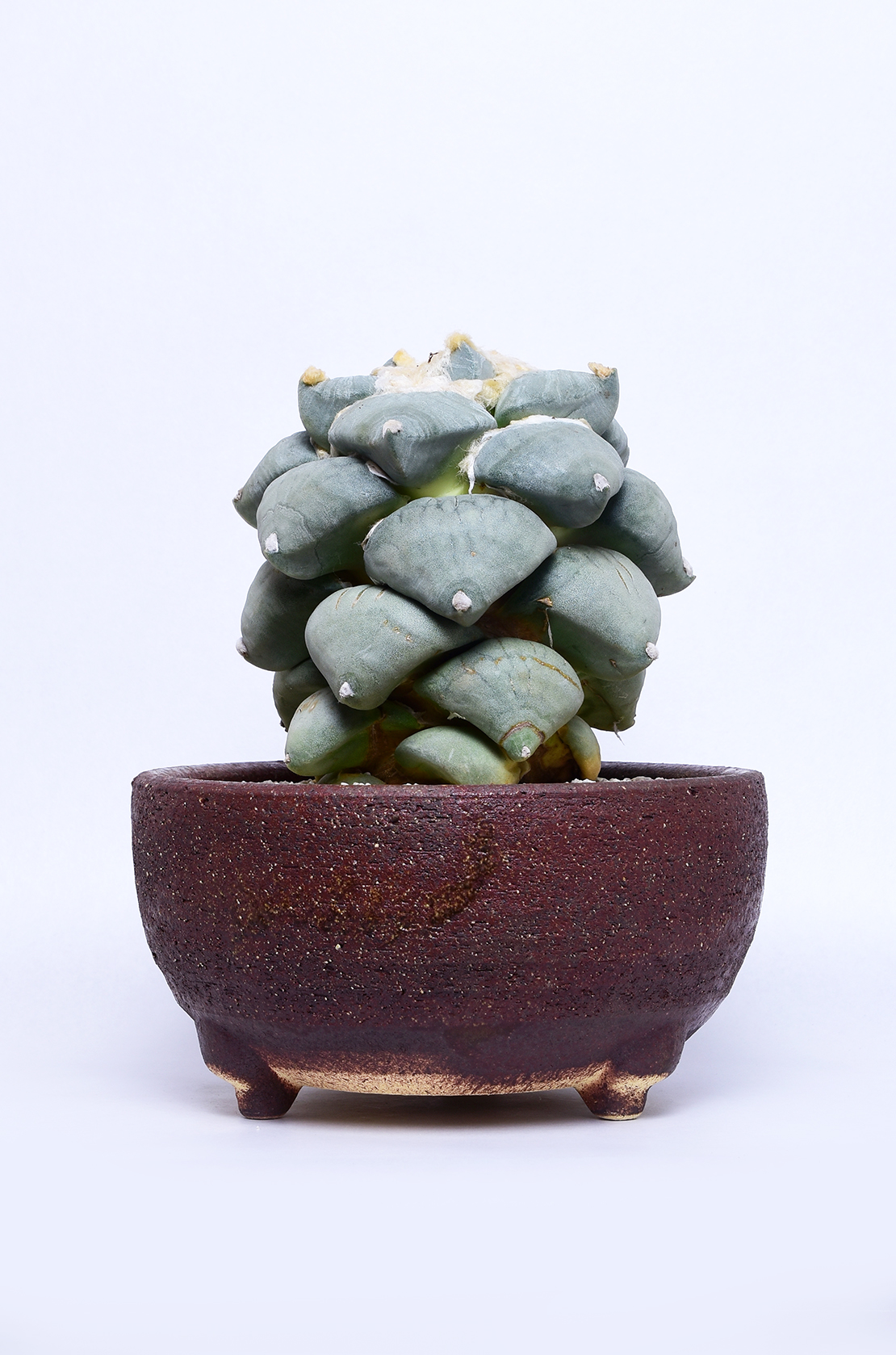 アリオカルプス 大疣青磁花牡丹 | 叢 – くさむら – Qusamura