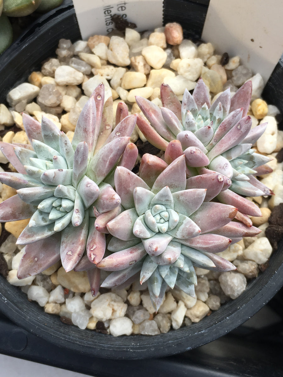 Dudleya greenei/white sprite – RNT SUCCULENTS