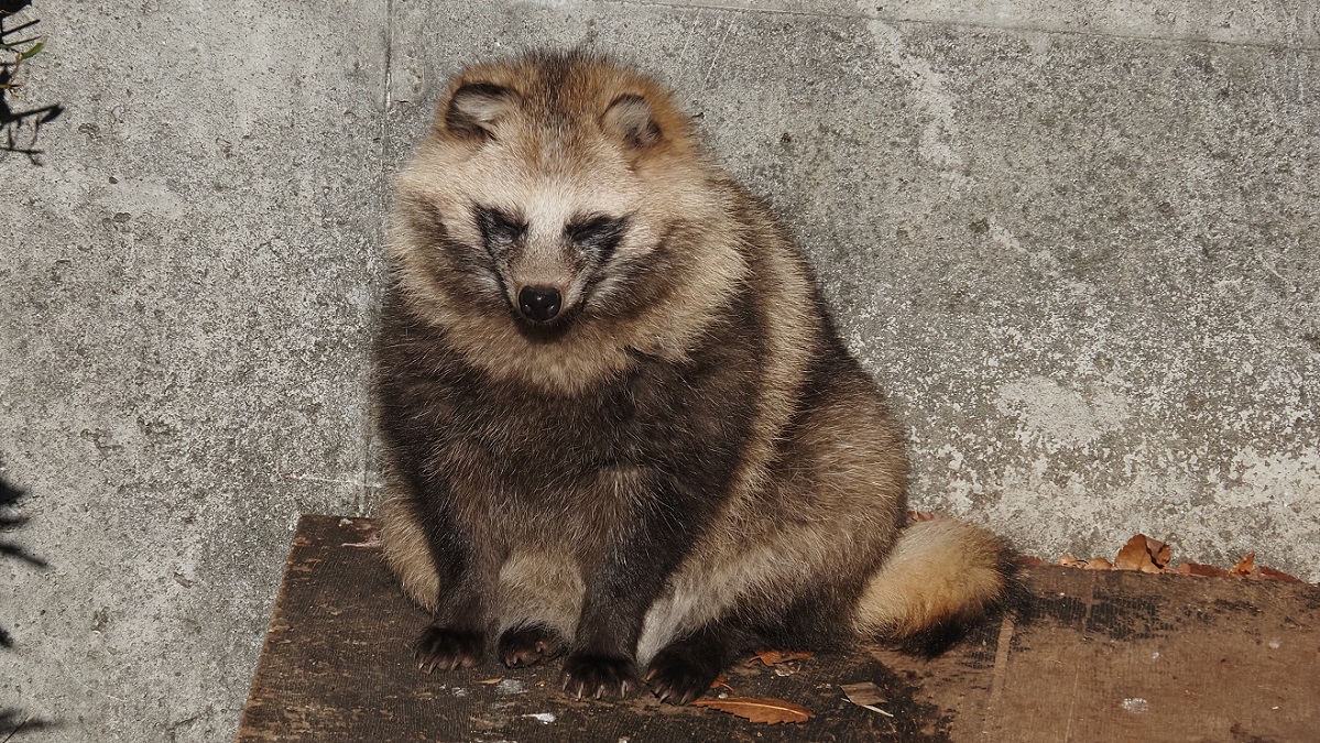 タヌキが冬毛になる前にタヌキの夏毛を見に行こう！ | ZooPortal