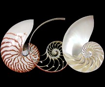 株）タカシェル 世界の貝・化石・珊瑚・タツノオトシゴ・カブトガニ