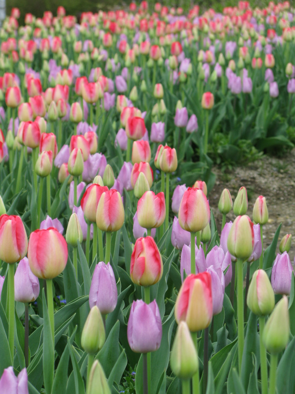 プロが教えるチューリップの育て方と楽しみ方・総集編（TULIP HANDBOOK