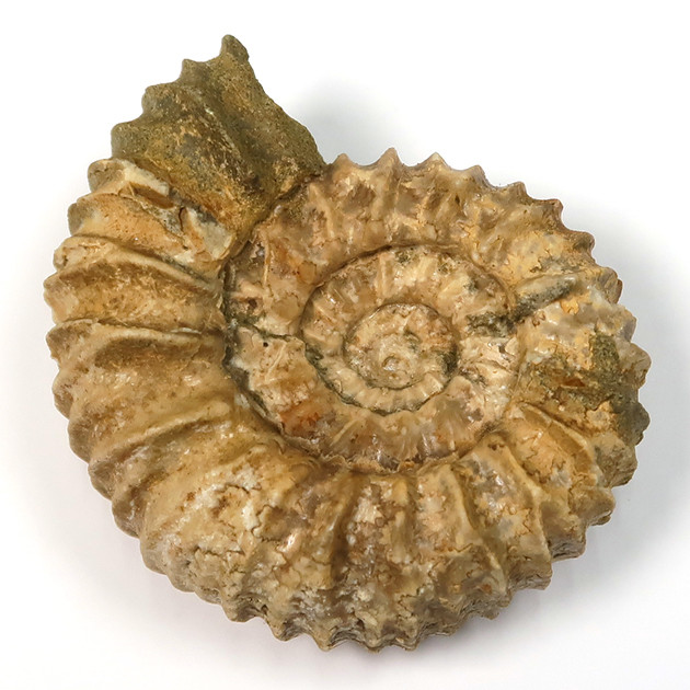アンモナイト（Ammonite）｜化石販売・鉱物販売の東京サイエンス