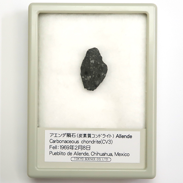 Mus-TA006_3.JPG
