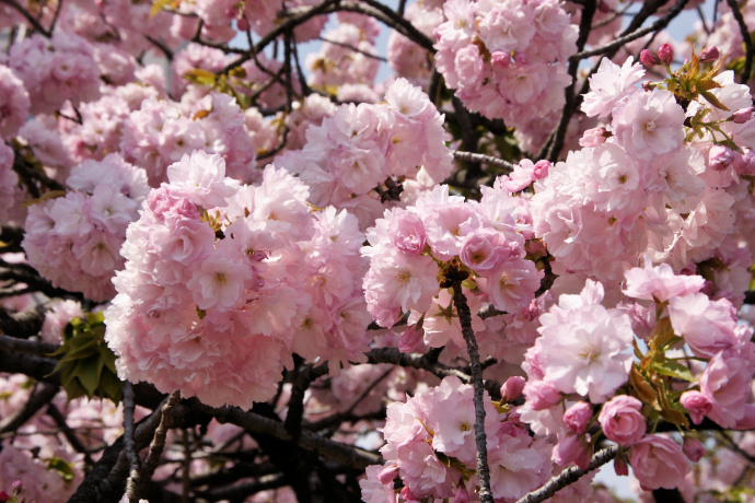 造幣局の桜の通り抜け（2）