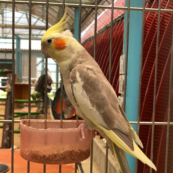 オカメインコの販売｜ワールド牧場