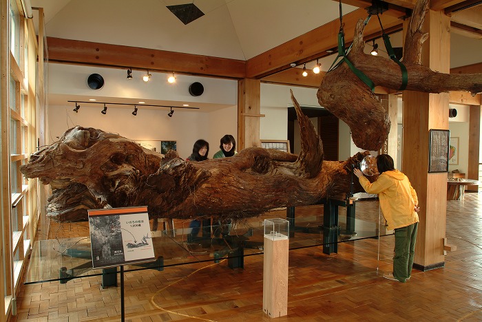 展示内容ご紹介 | 屋久島町屋久杉自然館