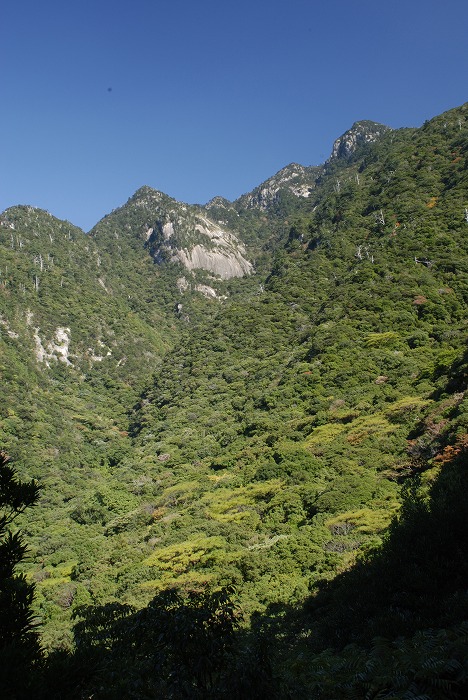 世界自然遺産・国立公園 | 屋久島町屋久杉自然館