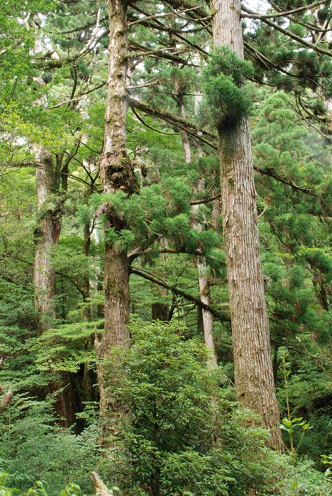 屋久杉ってなあに？ | 屋久島町屋久杉自然館