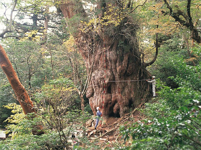 屋久杉巨樹・著名木 | 屋久島町屋久杉自然館