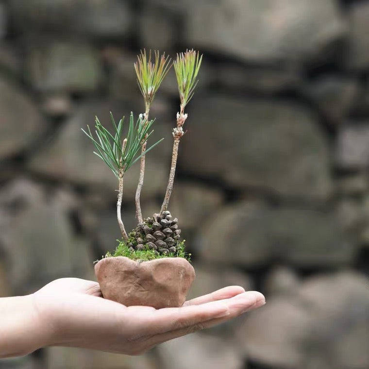 黒松の寄せ植え(松ぼっくり付き） 盆栽 – GreenYa