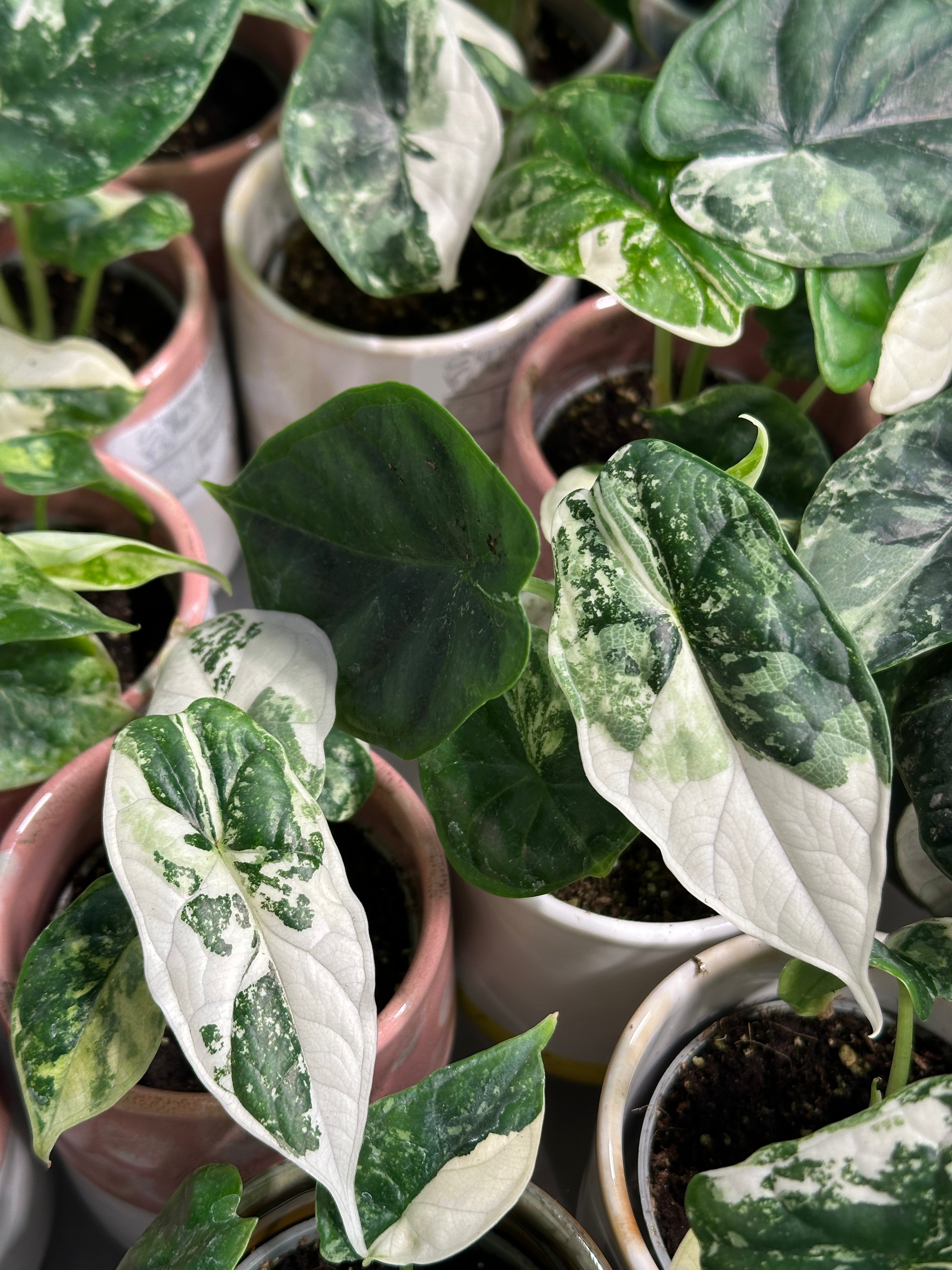 Alocasia Dragon Scale Variegata | Harmony Plants