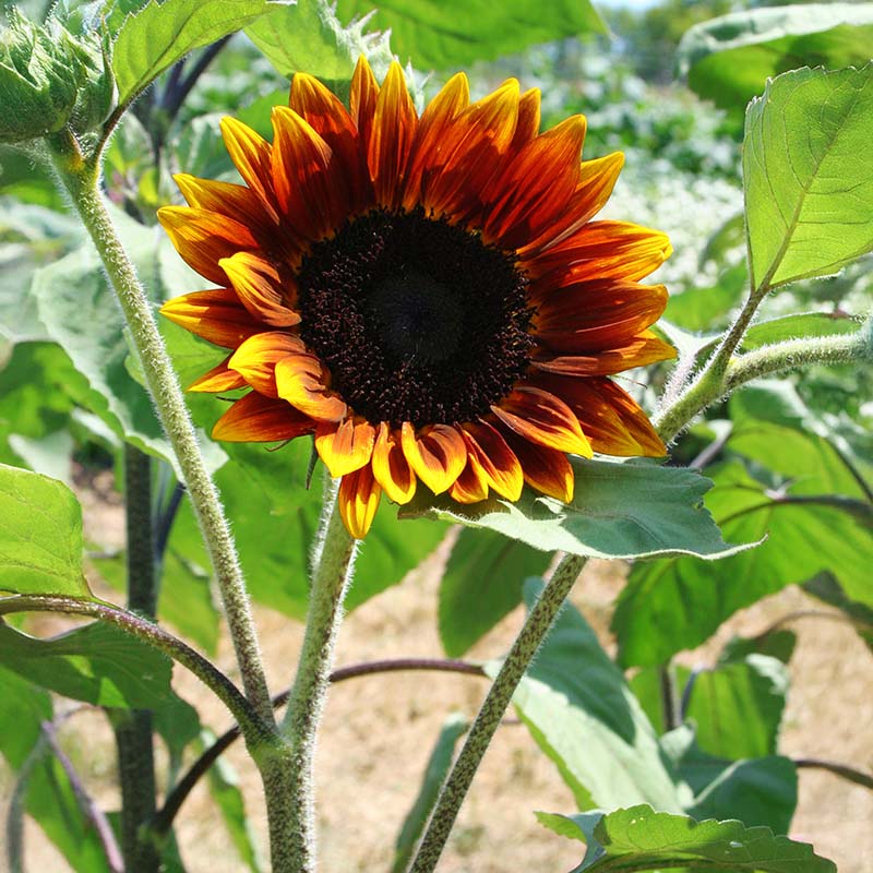 Sunflower Shock-o-Lat F1 Seed – Harris Seeds