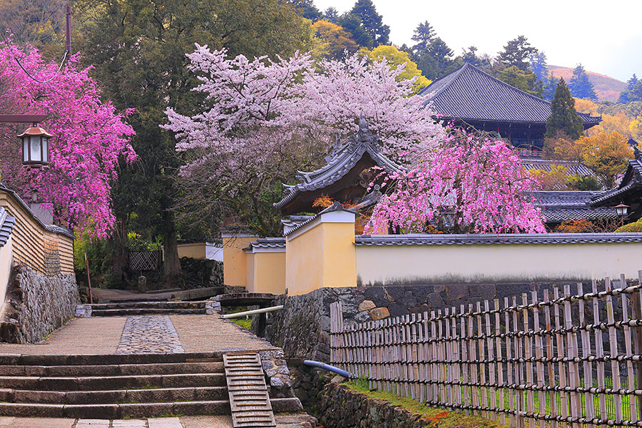 二月堂 桜