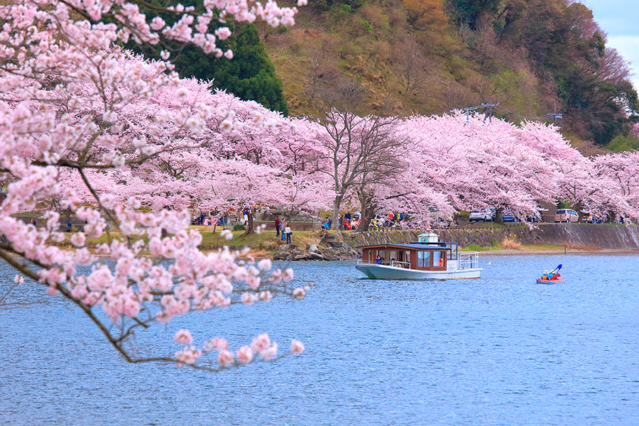 海津大崎 桜