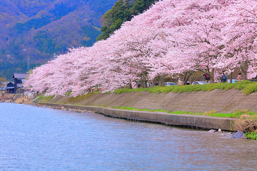 海津大崎 桜