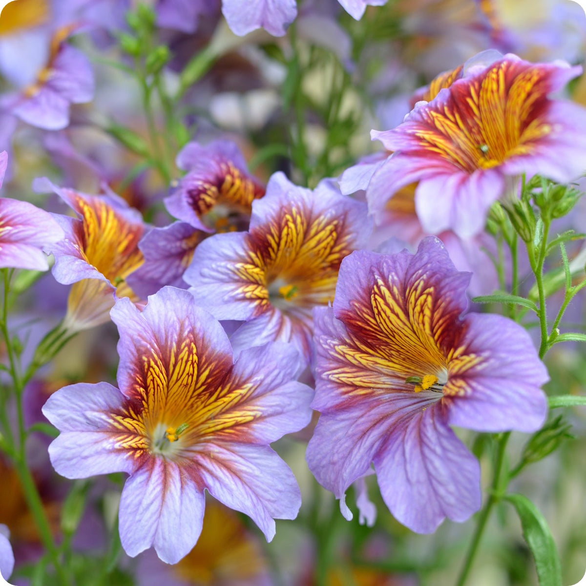 Salpiglossis Seeds - Painted Tongue – The Incredible Seed Company Ltd