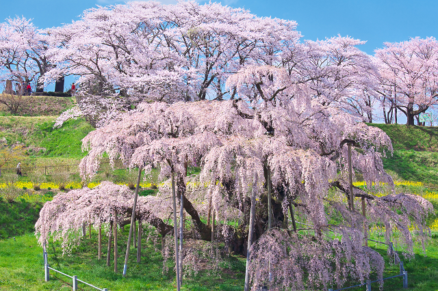 日本3大桜｜お役立ち情報｜お知らせ ｜ 江古田の森｜東京総合保健福祉