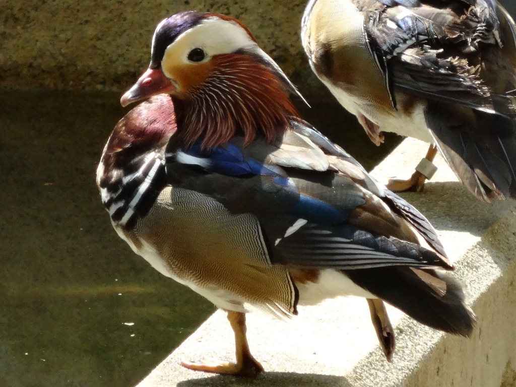 じゅーいのしゅーい#36 オシドリのまちがいさがし｜神戸市立王子動物園