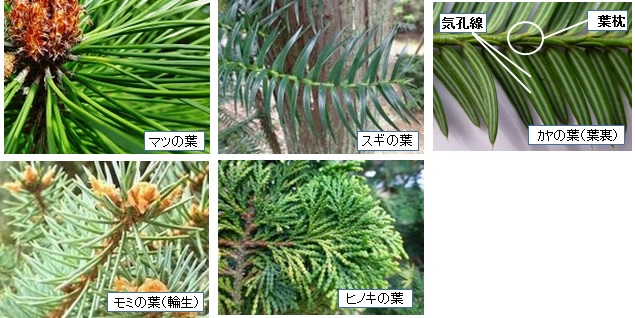 針葉樹の品種＜花の名しらべ＜木暮